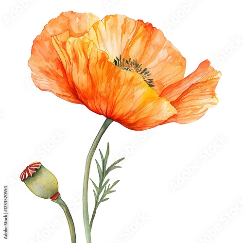 Watercolor Orange Poppy Isolated on White Background. Beautiful Poppy Flower