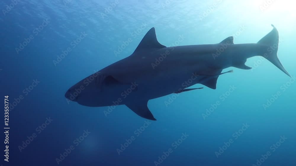 acercamiento a contraluz de un gran tiburon toro nadando hacia el fondo del mar acercamiento a contraluz de un gran tiburon toro nadando hacia el fondo del mar