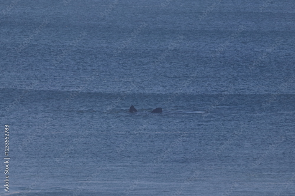 southern right whale southern right whale