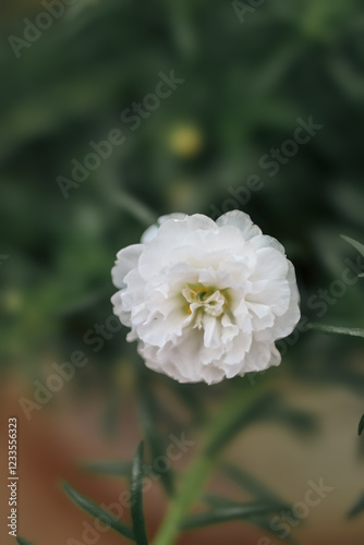 white flower
