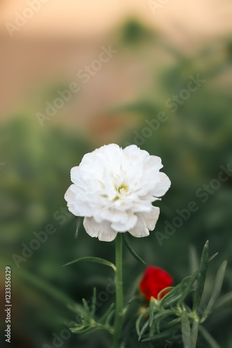 white flowers in a Garden
