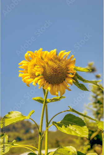 Flowers in my view