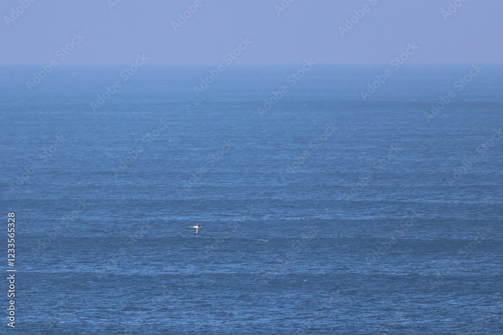 Obraz premium southern right whale