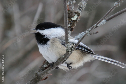 Obraz na płótnie black capped chickadee