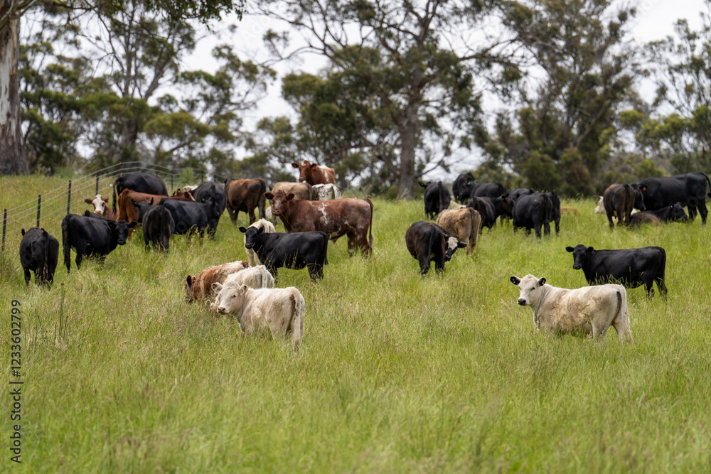Obraz premium beautiful cattle in Australia eating grass, grazing on pasture. Herd of cows free range beef being regenerative raised on an agricultural farm. Sustainable farming