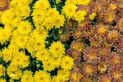 Bild auf Leinwand Vibrant yellow and brown chrysanthemums forming a beautiful floral display in a