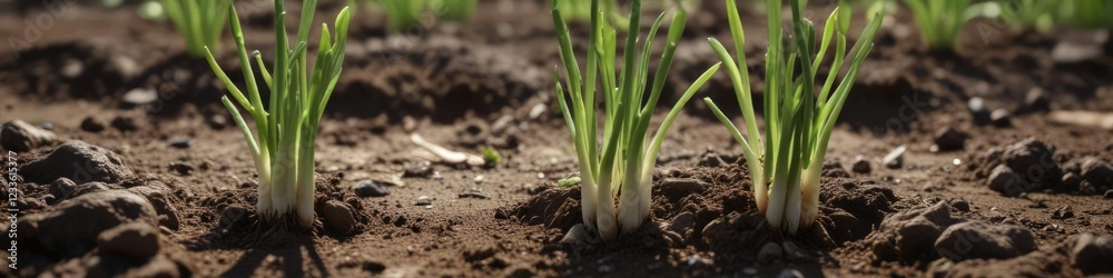 Spring onions sprouting from the earth like a never-ending chain, secret, undergrowth, concealed Spring onions sprouting from the earth like a never-ending chain, secret, undergrowth, concealed