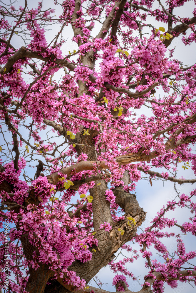 Flowering on the branches of the tree Cercis siliquastrum, selective focus, Flowering on the branches of the tree Cercis siliquastrum, selective focus,