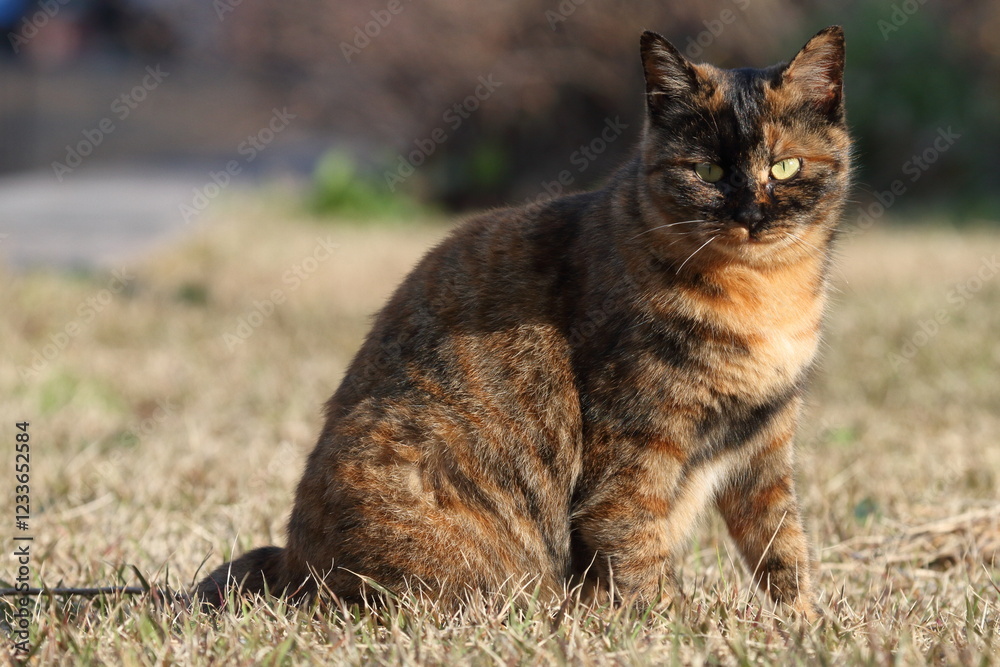 Fototapeta premium 振り向く猫