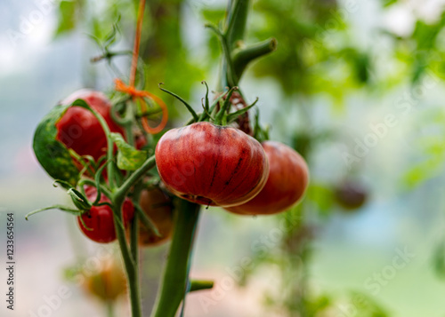 photo of juicy, beautiful tomatoes in a greenhouse, gardener's concept photo