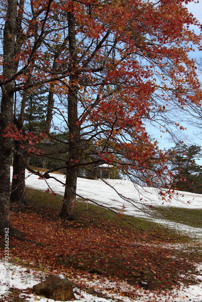 Naklejka premium 雪の積もった紅葉