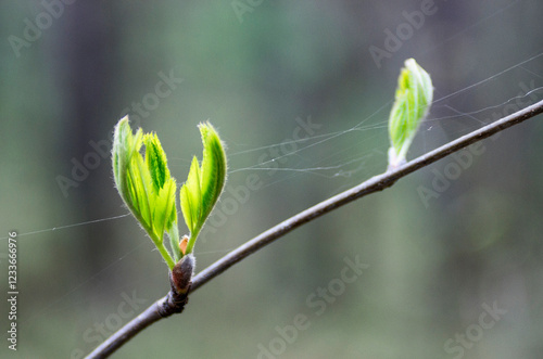 Western Siberia, young leaves on tree branches in spring. photo