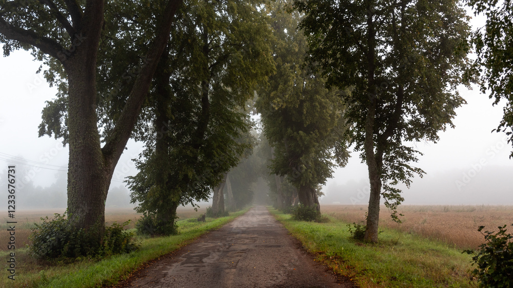 Φωτογραφία landscape with trees in fog in the morning, early summer morning, morning fog