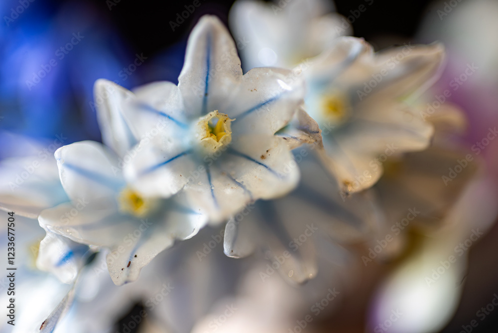 macro photography, flower fragment close-up, spring flower company macro photography, flower fragment close-up, spring flower company