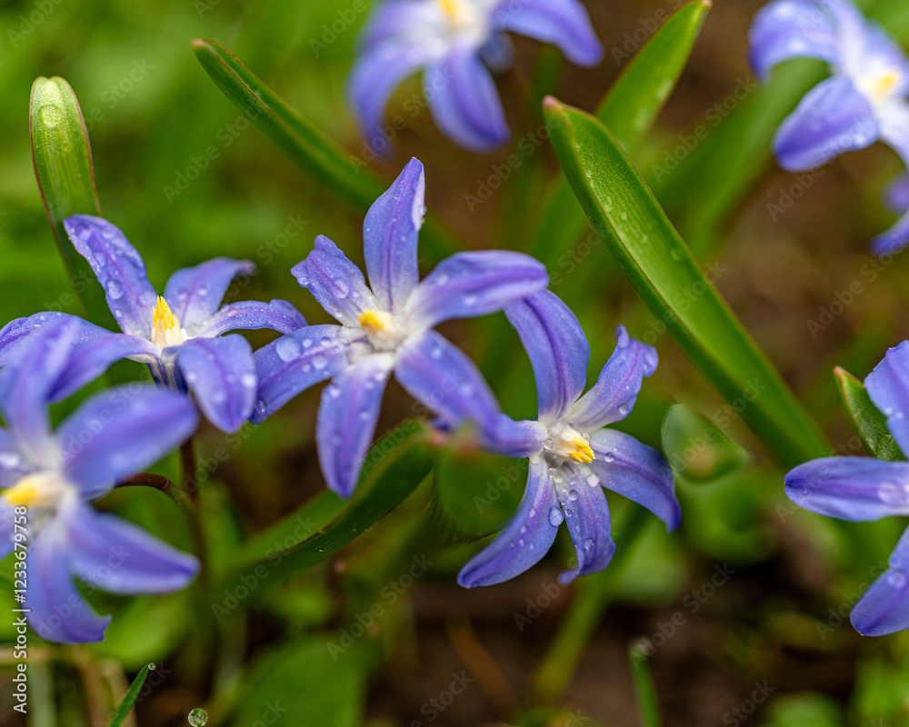 One of the earliest blooming spring bulbs, Scilla siberica, in spring on a natural background One of the earliest blooming spring bulbs, Scilla siberica, in spring on a natural background