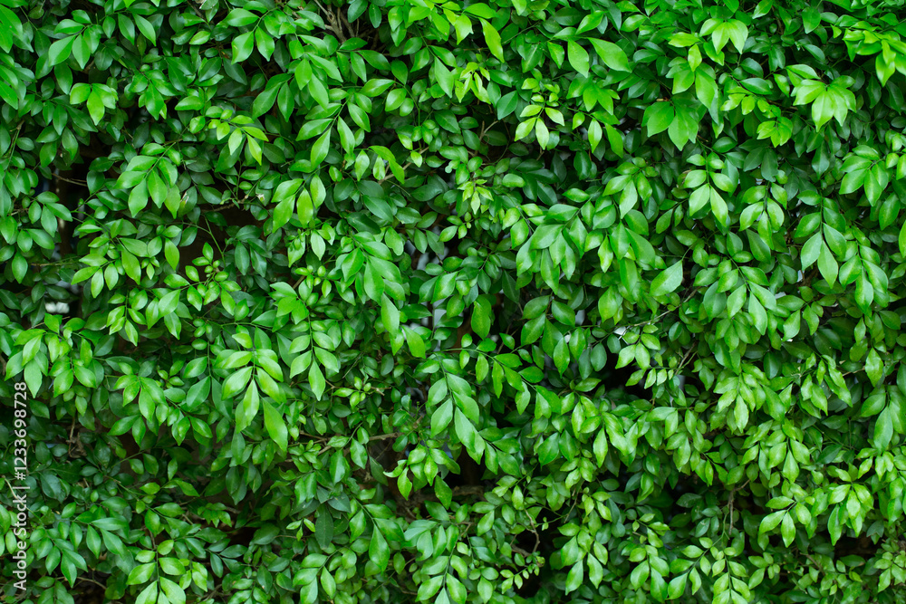 Green leaf texture pattern. tree in garden Green leaf texture pattern. tree in garden