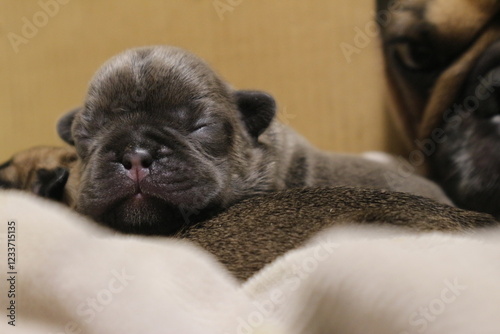 french bulldog puppy very nice
