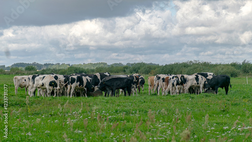 landscape with mottled cows, a herd of black and white cows feeding in a meadow
