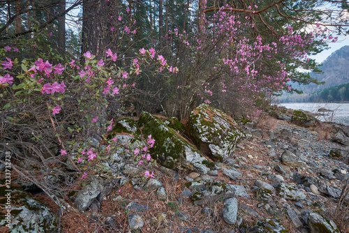 Rhododendron dauricum bushes with flowers near altai river Katun photo