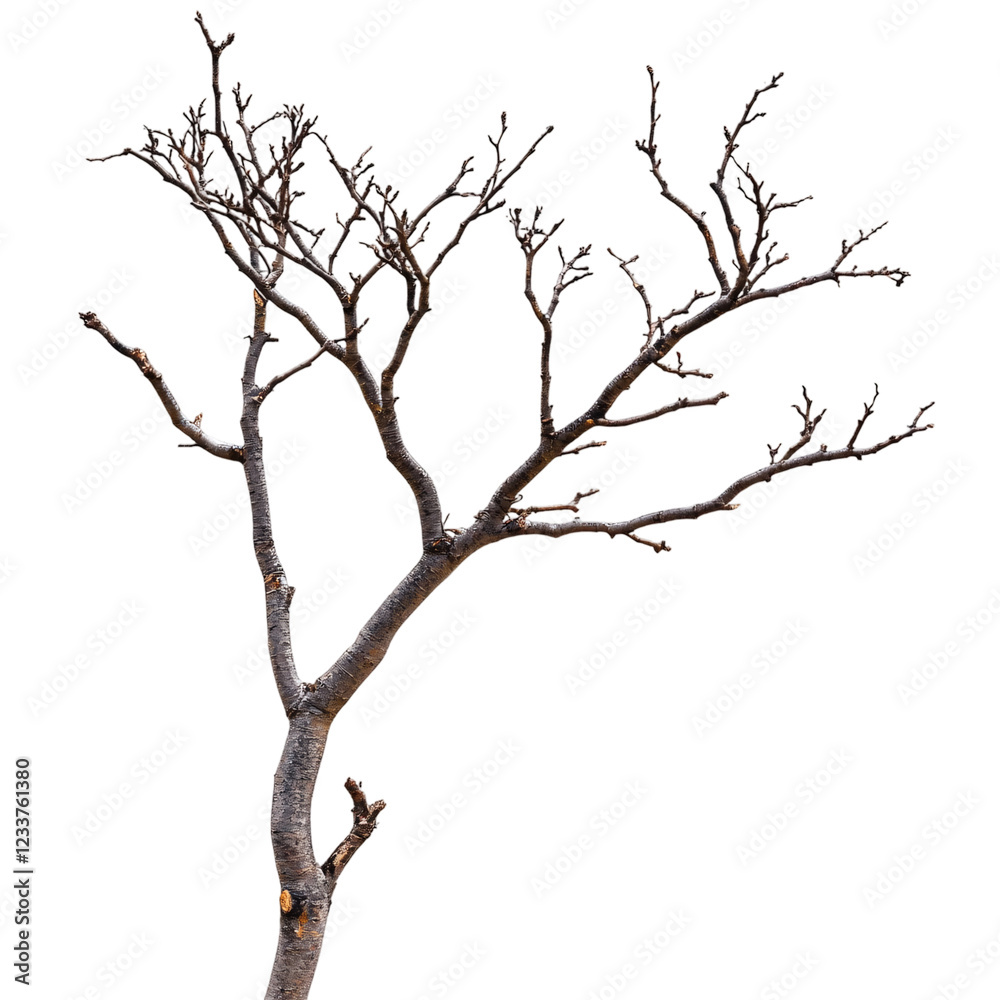 A dead tree branch with no leaves, isolated on a transparent background A dead tree branch with no leaves, isolated on a transparent background