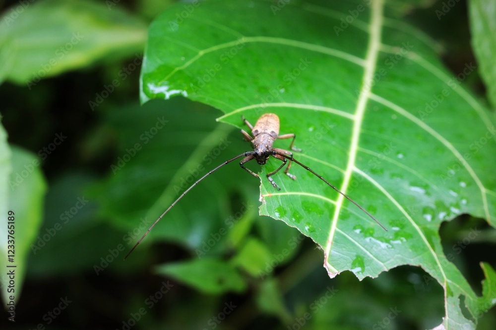 Longhorn beetle or Cerambycidae beetle perched on a leaf Longhorn beetle or Cerambycidae beetle perched on a leaf