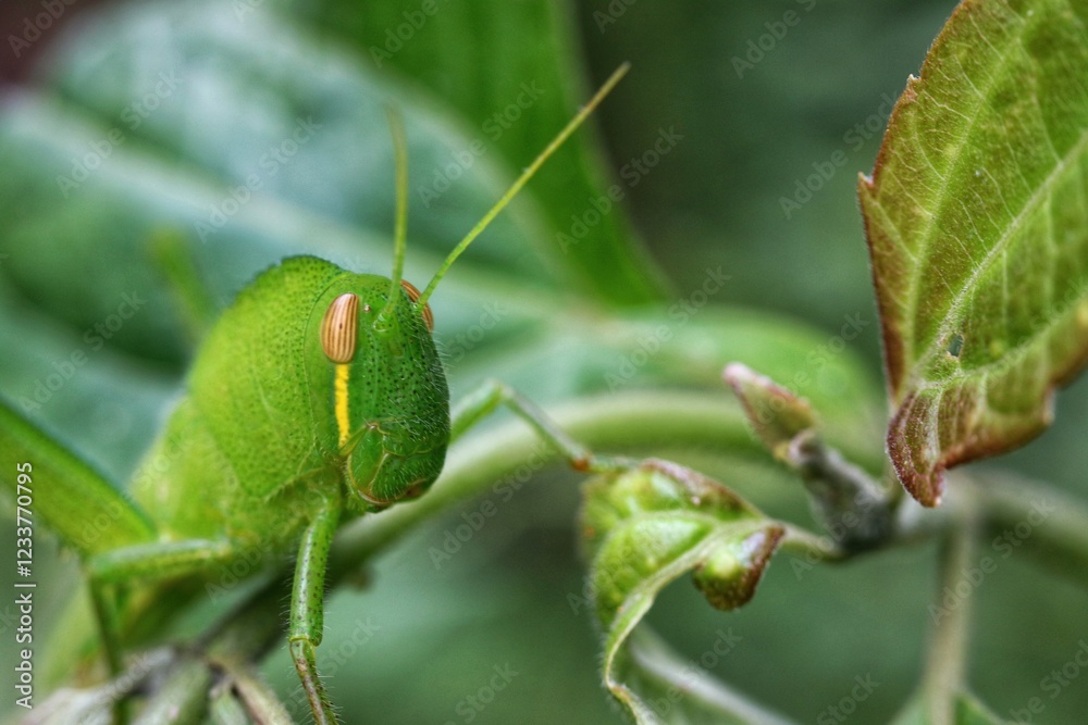 Close-Up of Green Grasshopper on Leaf in Natural Environment Close-Up of Green Grasshopper on Leaf in Natural Environment