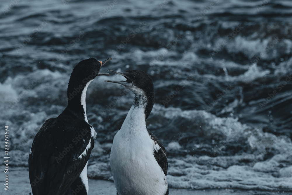 Fototapeta premium black-and-white cormorant of colder coastal waters