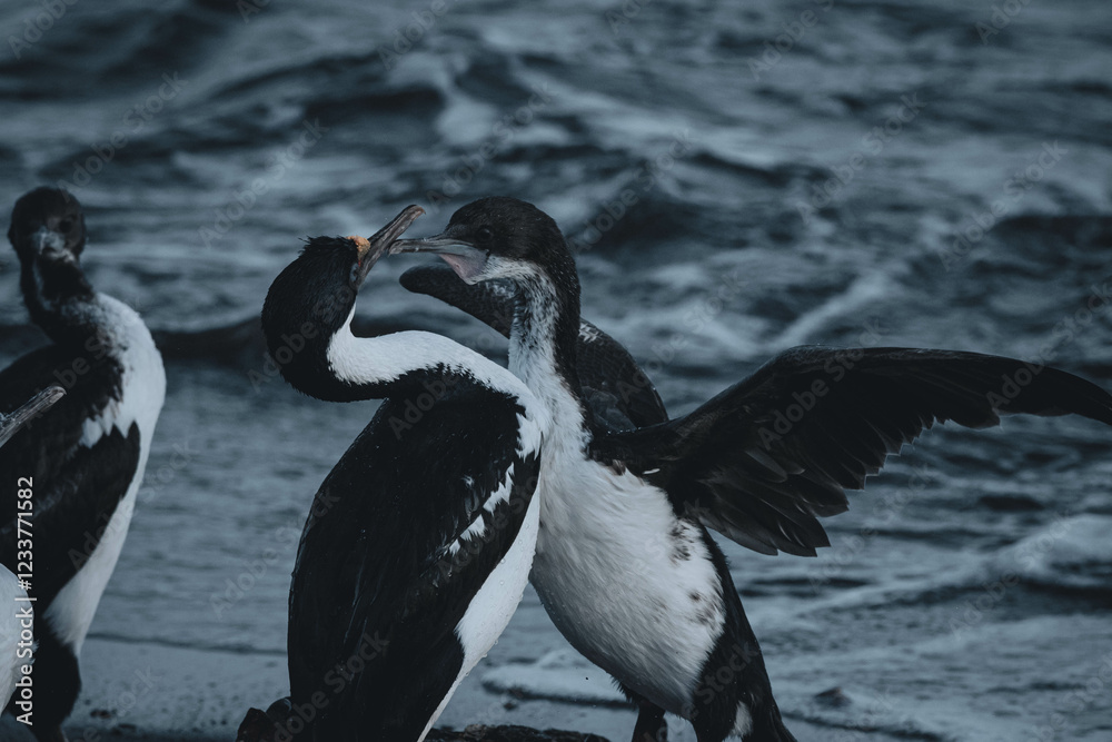 Fototapeta premium black-and-white cormorant of colder coastal waters