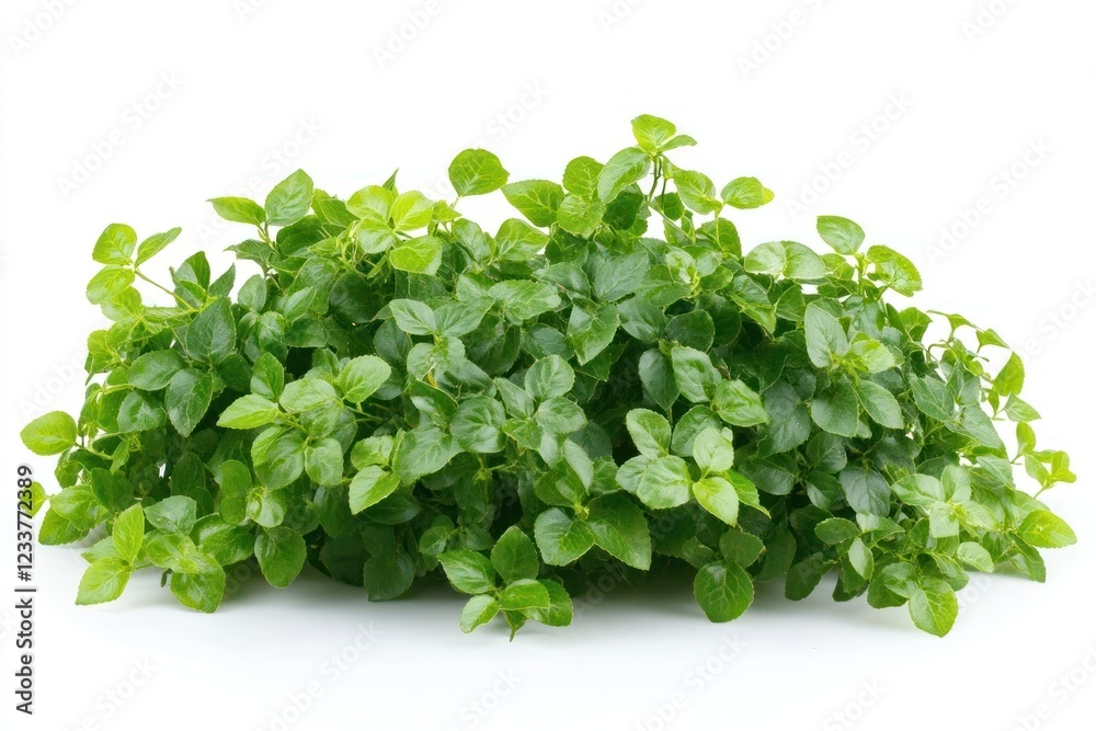 Obraz premium Green bramble bush herbal leaves herbs.