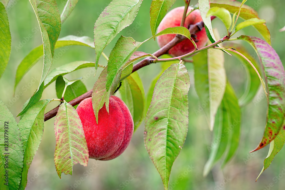 Luscious peaches hanging on a tree branch under soft sunlight in a summer orchard. Copy space.