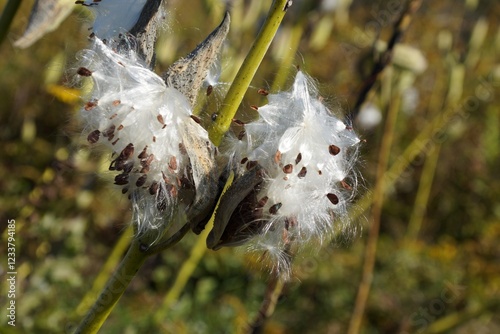 Common Milk weed (Asclepias syriaca) photo