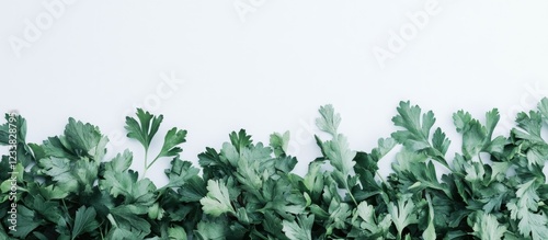 Fresh green parsley leaves on a light background with copy space for text placement photo