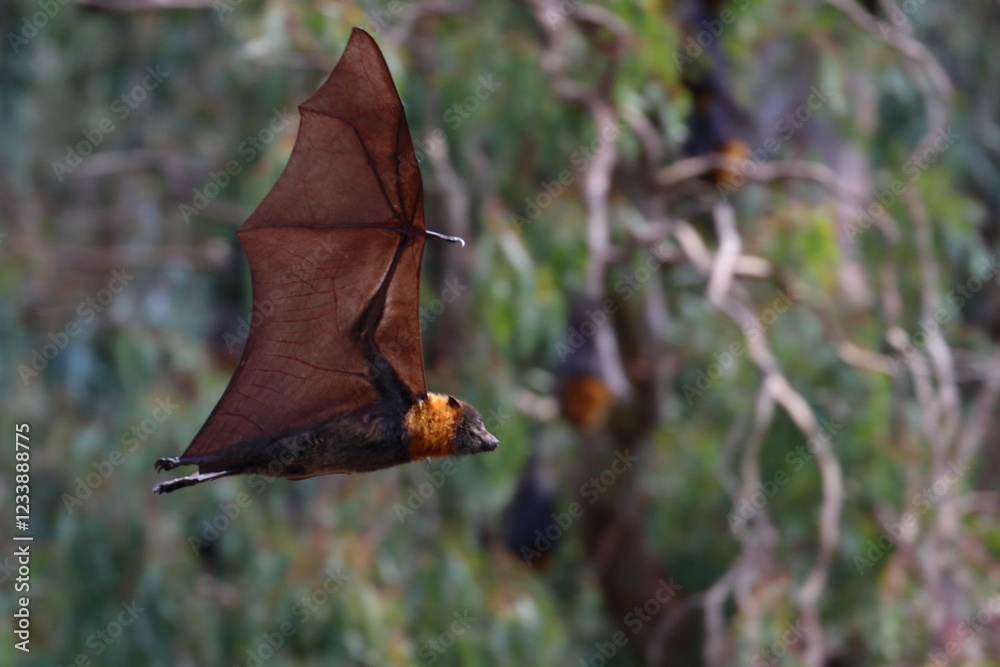 Fototapeta premium flying fox