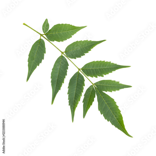 Fresh green wild neem leaves isolated on transparent background	