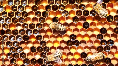 Nectar, honey and pollen from meadow and wild flowers.  The most healing honey and pollen. Used in alternative medicine.