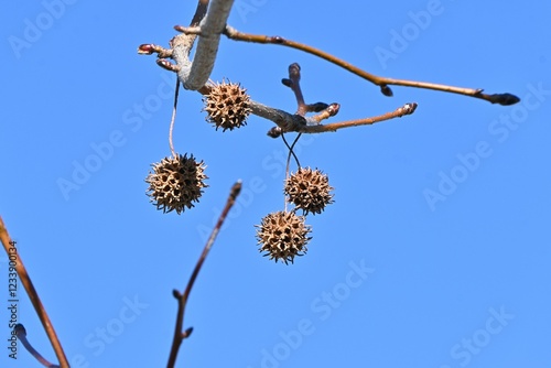 American sweetgum tree.  Altingiaceae deciduous tree  native to North America. The autumn foliage is beautiful and the aggregate fruits have sharp thorns. photo