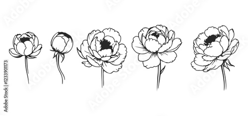 Peony Flowers Set. Floral Botanical Sketch Line Drawing of Peony Flowers. Vector Isolated Botanical Illustration. Floral Template for Print, Wrapper Paper, Coloring Book.