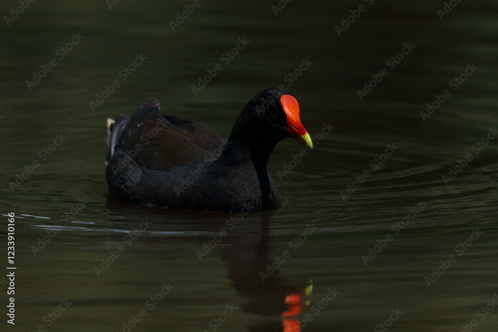 Fototapeta premium dusky moorhen