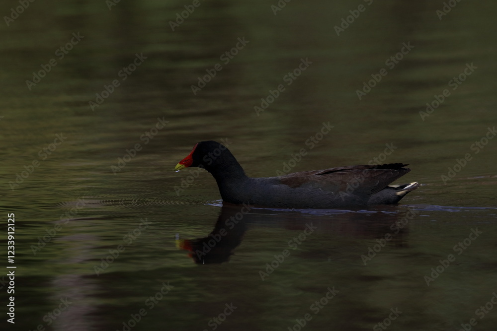 dusky moorhen dusky moorhen