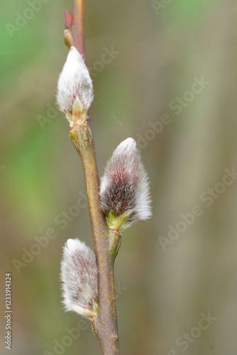 Fluffy willow catkins emerge on a slender branch.