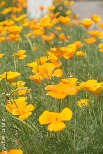 Tufted California Poppy with Bright Yellow Flowers photo