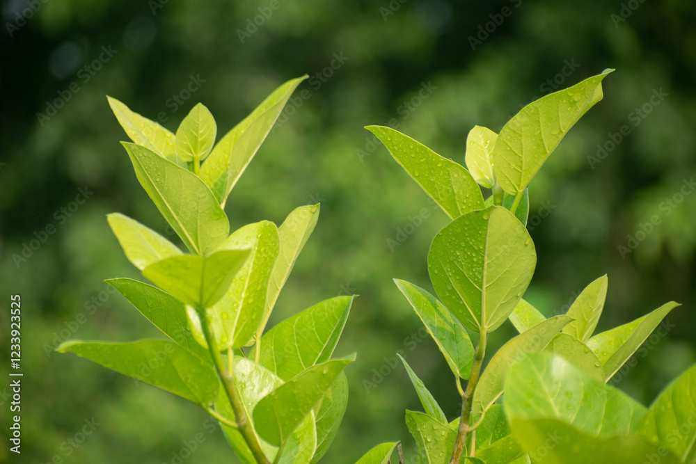 Fototapeta premium Indian Banyan Tree with Large Canopy and Aerial Roots