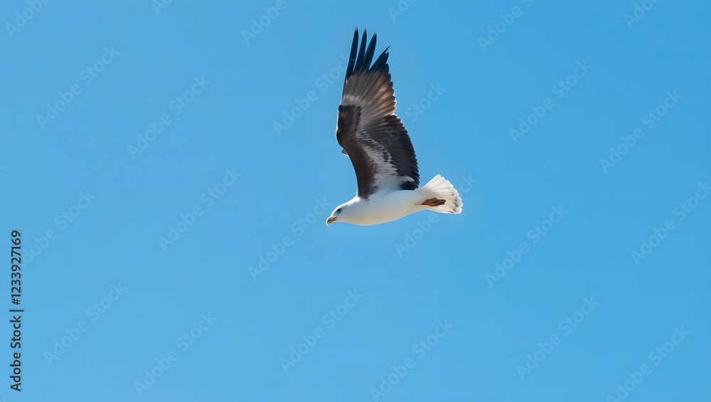 Fototapeta premium High quality photo of a soaring seagull against a clear blue sky set against a copy space image