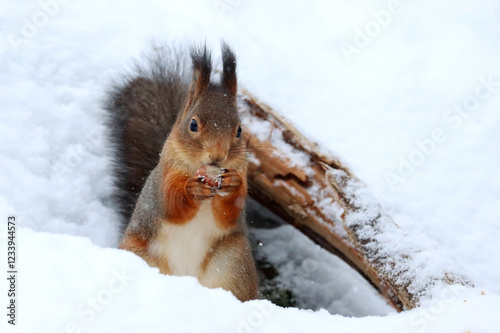 Obraz na płótnie Squirrel