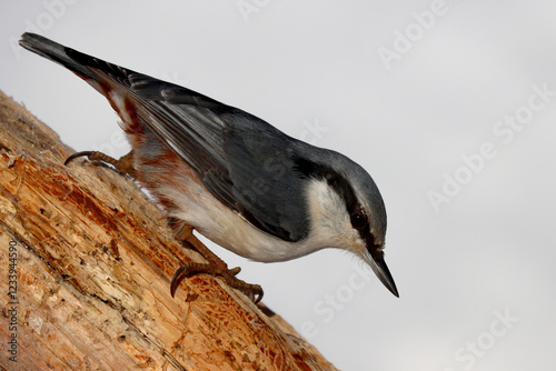 Plakat w ramie Eurasian nuthatch