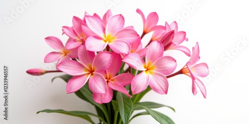Pink and white frangipani blooms form a captivating symmetrical dance, their vibrant centers tilting elegantly to the left amidst soft, textured petals
