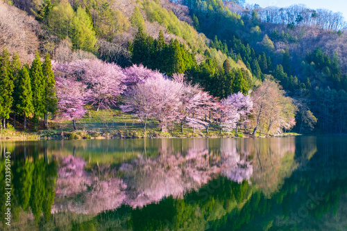 Fototapeta Naklejka Na Ścianę i Meble -  中綱湖の桜