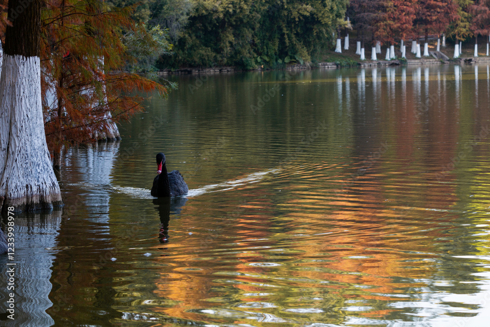 taxodium distichum in park taxodium distichum in park
