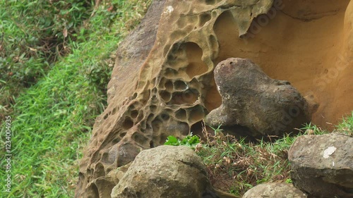 Peregrine falcon taking off from a cliff in slow motion.