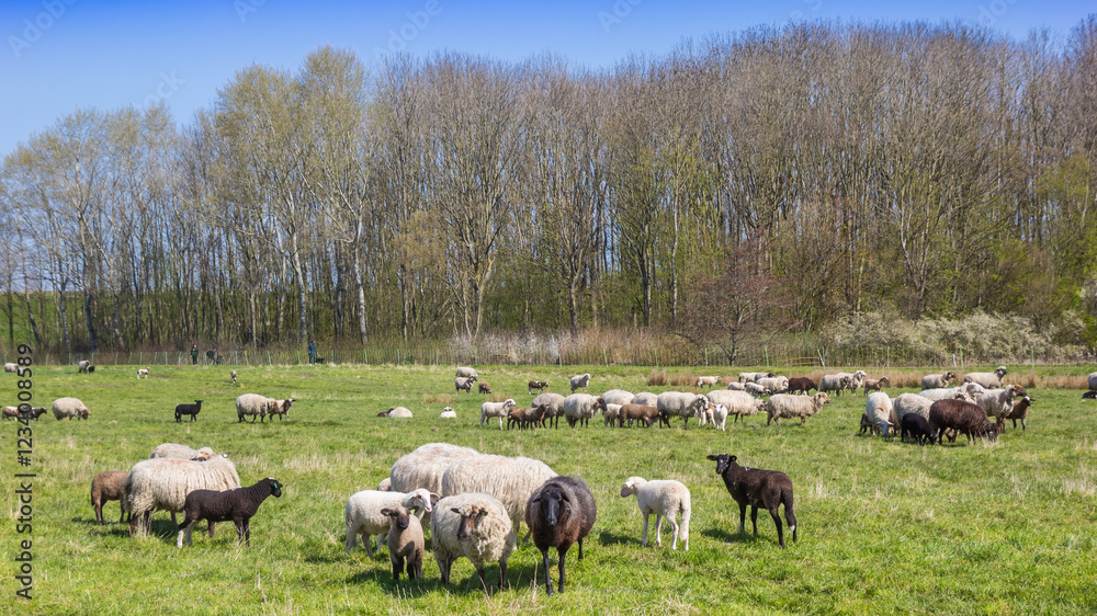 Herd of sheep in a meadow near Groningen city, Netherlands